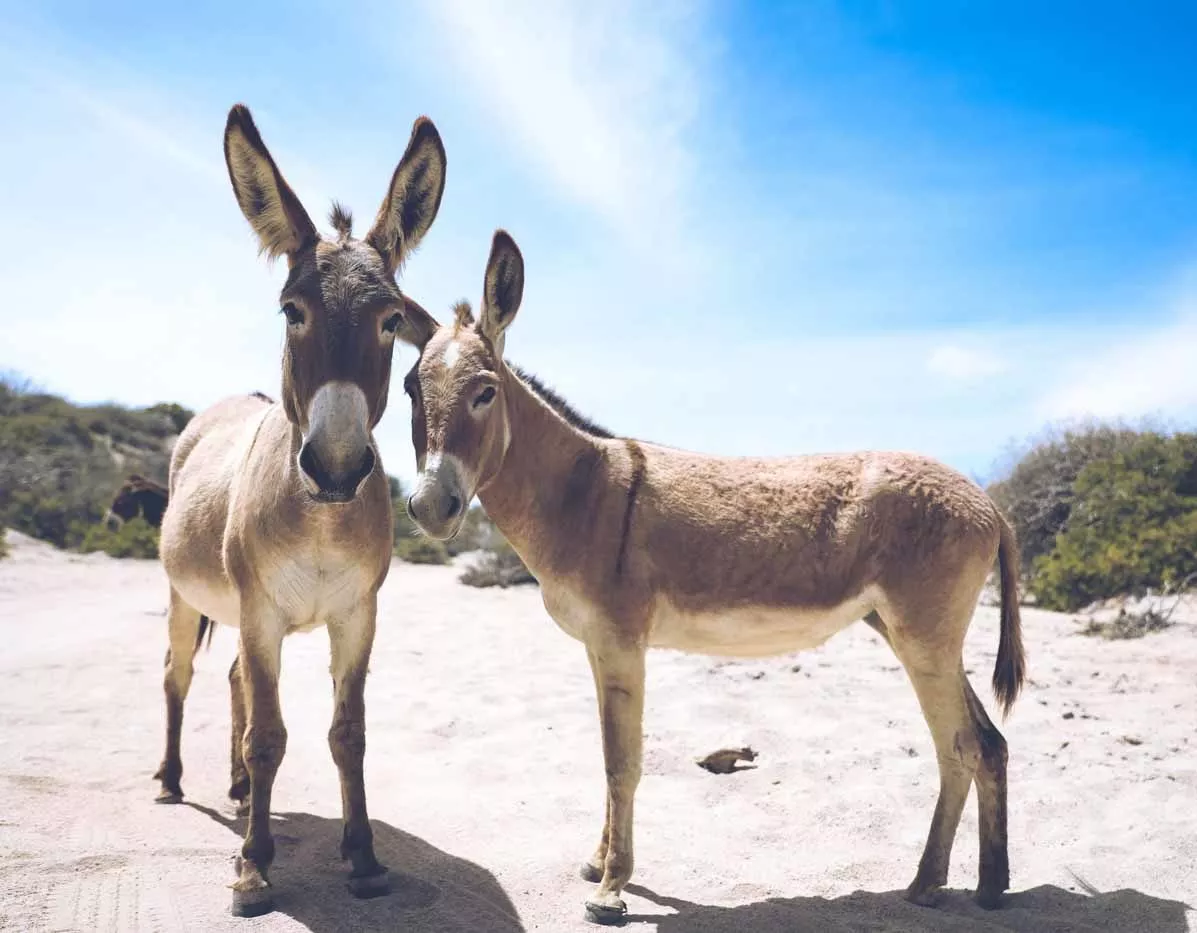 Two donkeys on the beach.