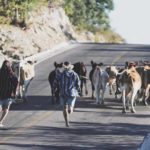 People running behind cows on a street.