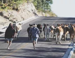 People running behind cows on a street.