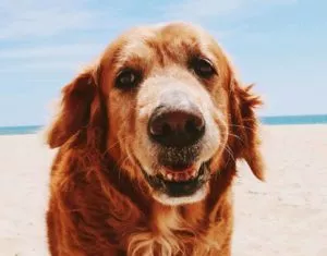 A reddish golden dog on the beach.