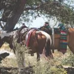 Two horses with saddles on standing near a few trees.