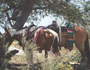 Two horses with saddles on standing near a few trees.